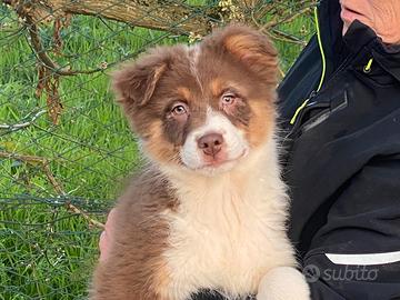 Pastore Australiano/Australian Shepherd
