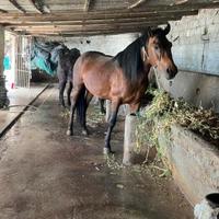 Cavallo, Stallone di 3 anni