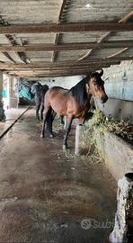 Cavallo, Stallone di 3 anni