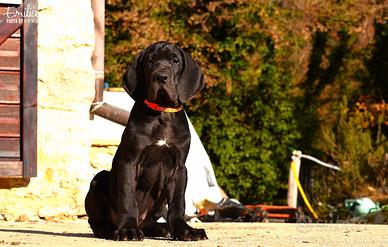 Femmina alano nera cucciola
