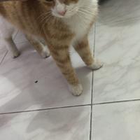 Gatto di qualche mese