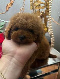 Barboncino toy rosso