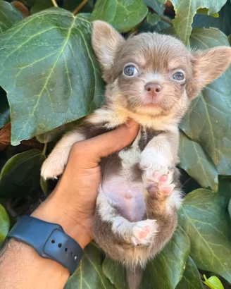 chihuahua 