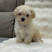 Barboncino mini Toy maschietto