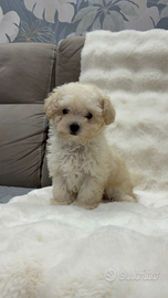 Barboncino mini Toy maschietto