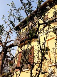 Villa di 220 m² con 4 locali a Milano
