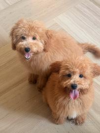 Cuccioli di Barboncino nano
