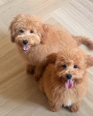 Cuccioli di Barboncino nano
