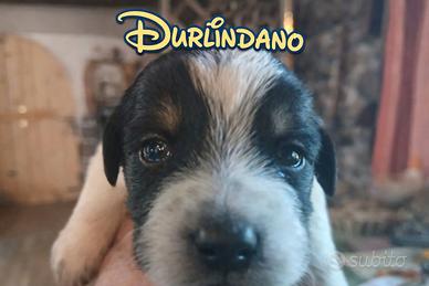 Cucciolo maschio di mamma lagotto e Kelpie