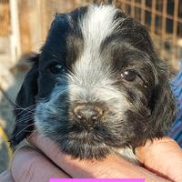Cocker Spaniel Inglesi cuccioli