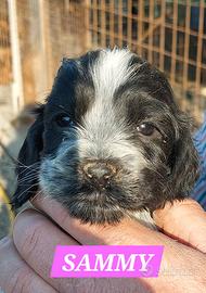 Cocker Spaniel Inglesi cuccioli