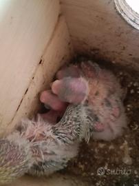 Pulli cocorita rainbow