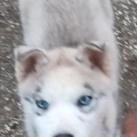 Splendidi cuccioli di Siberian Husky