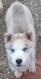 Splendidi cuccioli di Siberian Husky