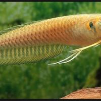Arowana silver - discus loricaridi