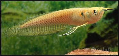 Arowana silver - discus loricaridi