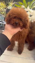 Barboncino toy piccolo