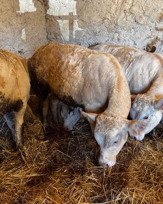 Vitelli Cherolaise per allevamento