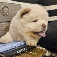 Cuccioli di chow chow maschio e femmina