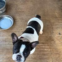Bulldog francese