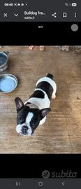 Bulldog francese