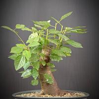 Ciliegio selvatico (Prunus avium)