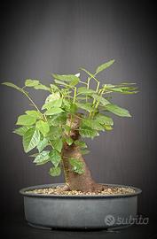 Ciliegio selvatico (Prunus avium)