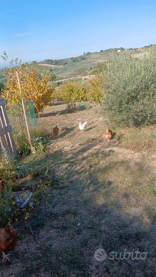Terreno micronizzato tartufo 6400mq - Vista 4