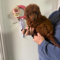 Barboncino (barbone) Toy fulvo red brown