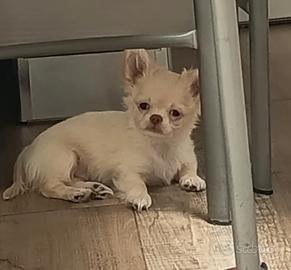 Chihuahua con pedigree 