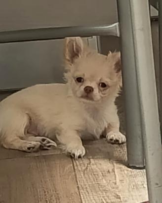 Chihuahua con pedigree 