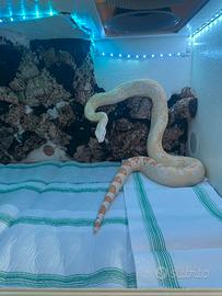Boa Constrictor Albino Femmina