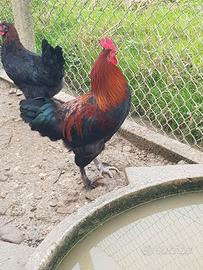 Galli marans