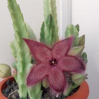 Stapelia hirsuta