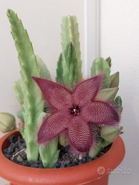 Stapelia hirsuta