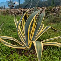 Piante di Agave