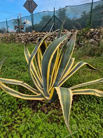 Piante di Agave