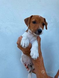 Jack russel pelo raso gamba corta