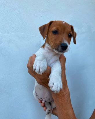 Jack russel pelo raso gamba corta