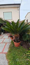 cycas di 10 anni