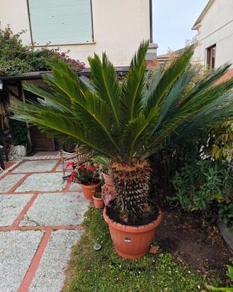 cycas di 10 anni