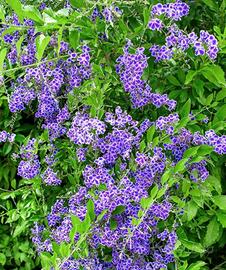 PIANTA DURANTA VIOLA