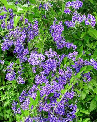 PIANTA DURANTA VIOLA