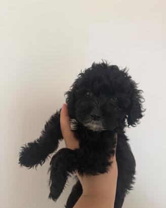 Maltipoo toy