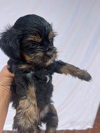 Cucciolo incrocio yorkshire