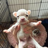 Cuccioli Bulldog francese