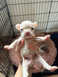 Cuccioli Bulldog francese