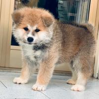 Akita inu