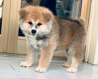 Akita inu