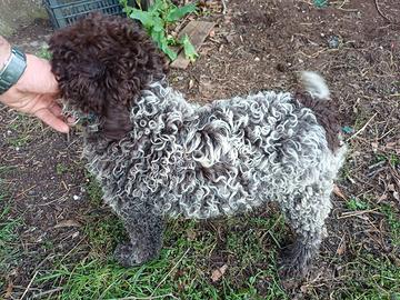 Lagotto cucciolo Pedigree Roi da Tartufo